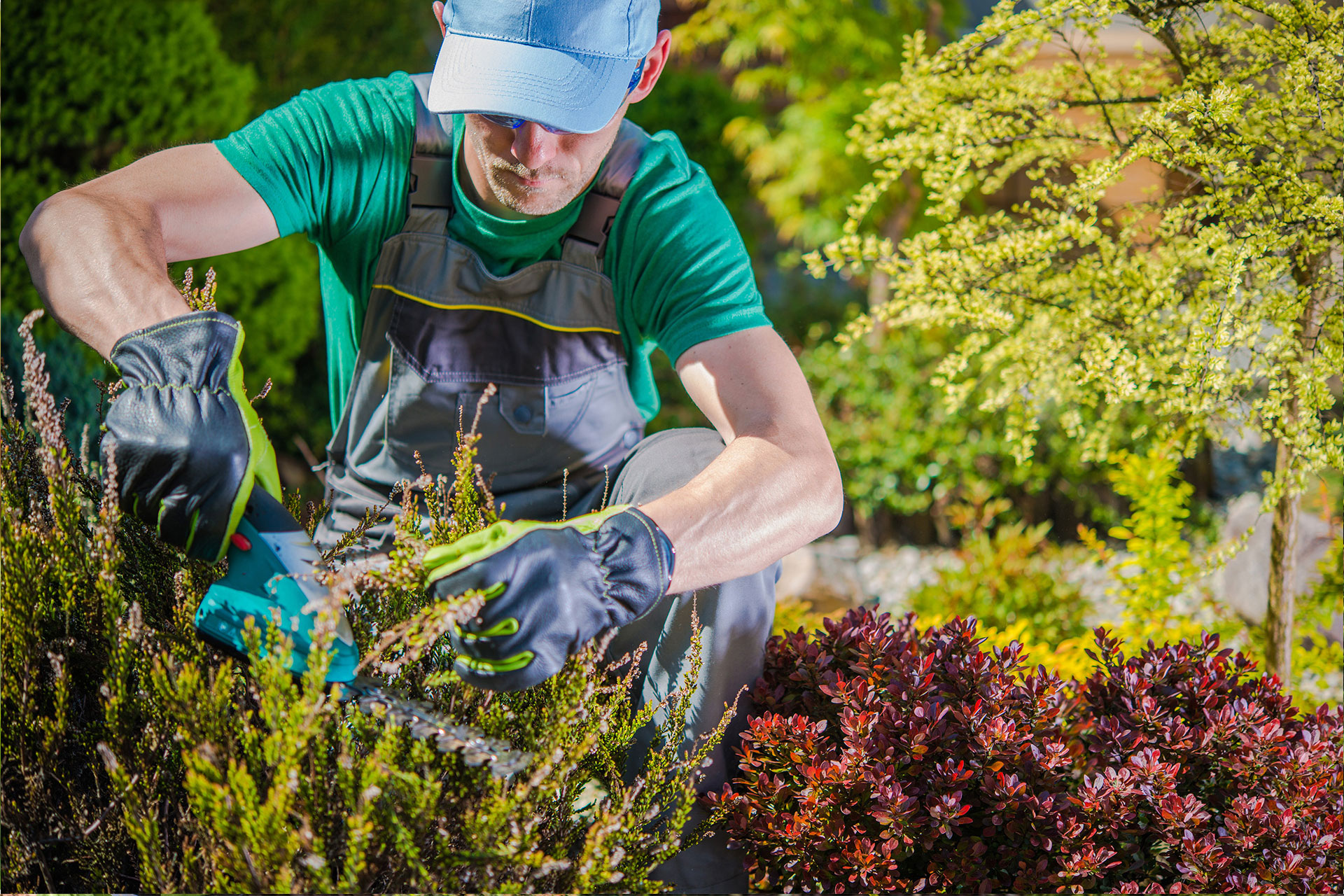 Arborvitae Planting