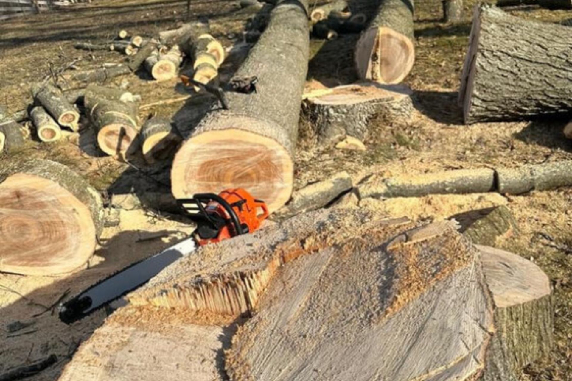 Full Tree Removals