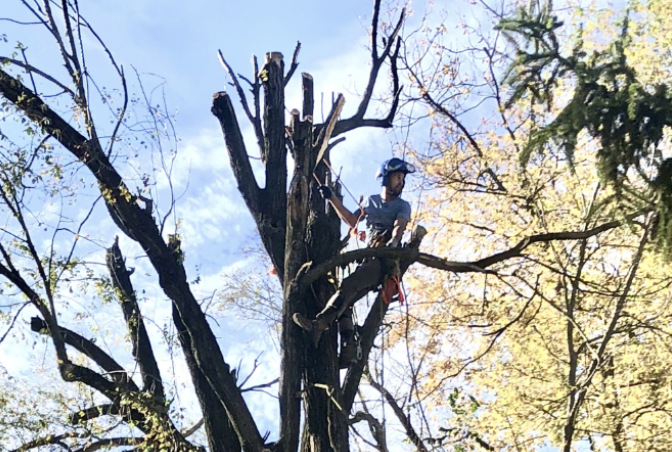 Tree Trimming